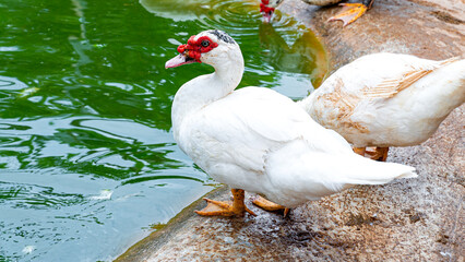 A male white duck stood beside the pond. Ducks are generally like to swim and foraging for food in water.