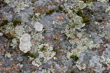 Old gray stone with green moss texture background