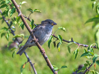 Female sparrow sitting on a branch of the apple tree. Close-up