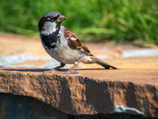 Male sparrow sitting on a stone wall. Close-up.