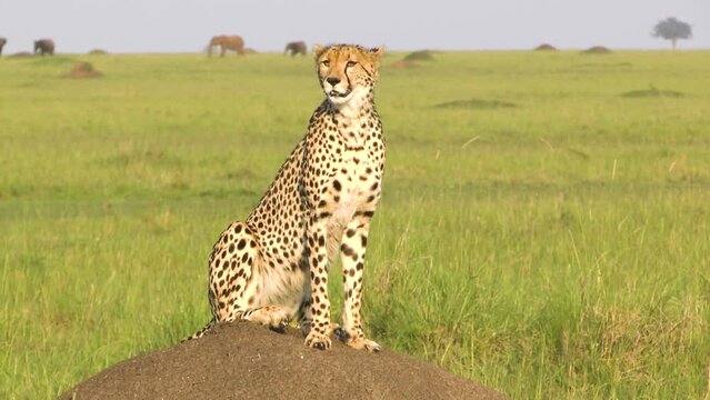 Cheetah sitting on a termite hill ready for huntig. Elephants in the background