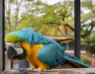 Monkeys, chigüiros, deer, ocelots, birds and reptiles, among others, are the animals you can meet in Villavicencio