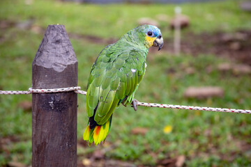 Monkeys, chigüiros, deer, ocelots, birds and reptiles, among others, are the animals you can meet in Villavicencio