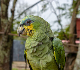 Monkeys, chigüiros, deer, ocelots, birds and reptiles, among others, are the animals you can meet in Villavicencio