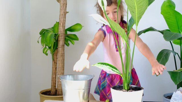 Girl transplants a potted houseplant into a new soil with drainage. Spathiphyllum sensation, potted plant care, watering, fertilizing, sprinkle the mixture with a scoop and tamp it in a pot