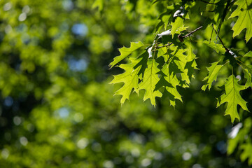Fototapeta na wymiar The young green leaves of the tree are the background of nature.