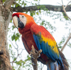 Monkeys, chigüiros, deer, ocelots, birds and reptiles, among others, are the animals you can meet in Villavicencio