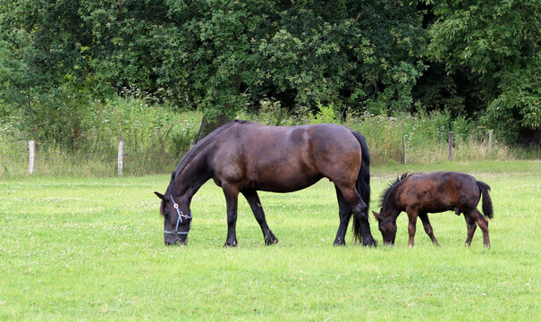 Horse and foal on a green field. Farm animals outdoor photo. Countryside living concept. Green European landscape. 