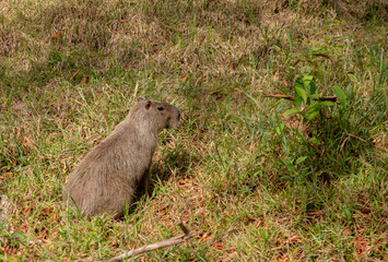 Monkeys, chigüiros, deer, ocelots, birds and reptiles, among others, are the animals you can meet in Villavicencio