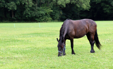Naklejka na ściany i meble Horse on a field. Summer day on an European farm. Beautiful domesticated animal outdoors photo. 
