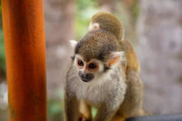 Obraz premium Monkeys, chigüiros, deer, ocelots, birds and reptiles, among others, are the animals you can meet in Villavicencio