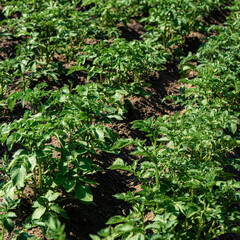Vegetable beds with immature potatoes in a vegetable garden in the countryside.