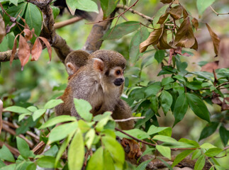 Obraz premium Monkeys, chigüiros, deer, ocelots, birds and reptiles, among others, are the animals you can meet in Villavicencio