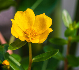 Portulaca grand flora in full bloom