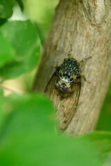 木にとまる緑色が美しいミンミンゼミ。