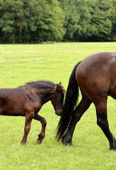 Horse and foal on a green field. Farm animals outdoor photo. Countryside living concept. Green European landscape. 