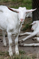 Cute white goat close up portrait. Domestic animals on a farm. Sunny summer day on a farm. Country side living concept.  