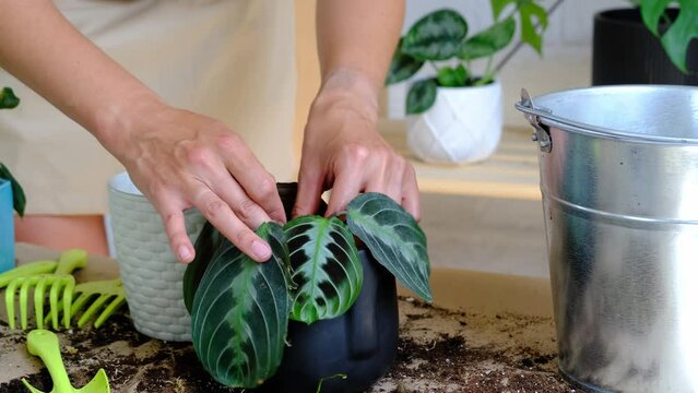 A Woman Transplants A Potted Houseplant Black Maranta Massangeana Into A New Ground In A Black Pot With A Face. Potted Plant Care, Marantaceae