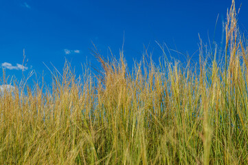 Steppe feather grass against the blue sky.