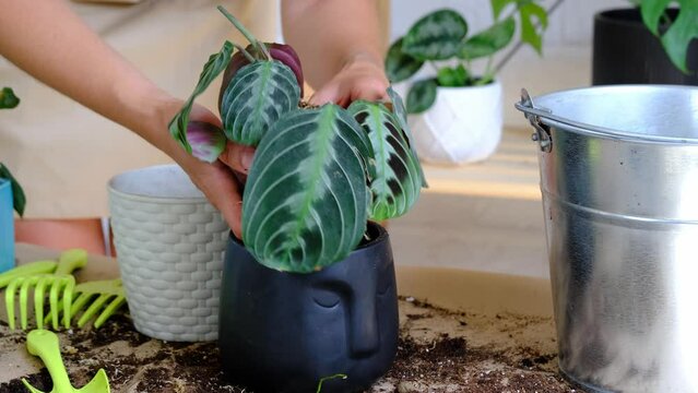 A Woman Transplants A Potted Houseplant Black Maranta Massangeana Into A New Ground In A Black Pot With A Face. Potted Plant Care, Marantaceae