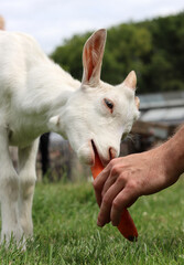 Goat kid eating carrot. Close up photo of cute baby goat. Summer day on a farm. Green grass field on a background. 