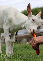 Fototapeta premium Farmer feeds baby goat. Male hand holding carrot. Cute goat kid on a green grass. Farm living concept. 