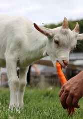 Obraz premium Goat kid eating carrot. Close up photo of cute baby goat. Summer day on a farm. Green grass field on a background. 