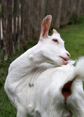 Obraz premium Bay goat on a farm. Goat kid close up photo. Cute domestic animal on green grass. 