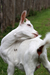 Bay goat on a farm. Goat kid close up photo. Cute domestic animal on green grass. 