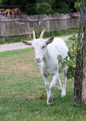 Cute white goat close up portrait. Domestic animals on a farm. Sunny summer day on a farm. Country side living concept.  