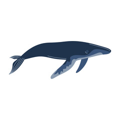 blue whale animal