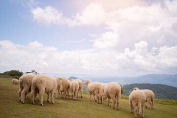 Naklejka na ściany i meble sheeps in field on mountain,