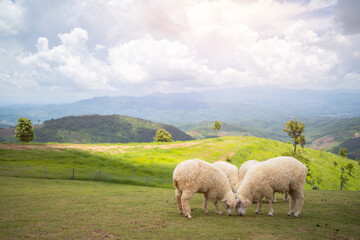Obraz premium sheeps in field on mountain,