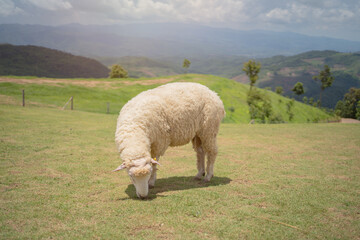 Fototapeta premium sheeps in field on mountain,