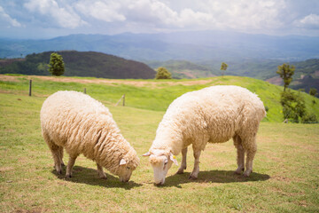 Fototapeta premium sheeps in field on mountain,