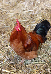 Colorful bird close up photo. Rooster on a farm. 