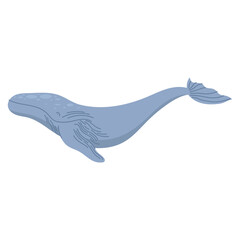 gray whale animal