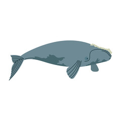 right whale animal