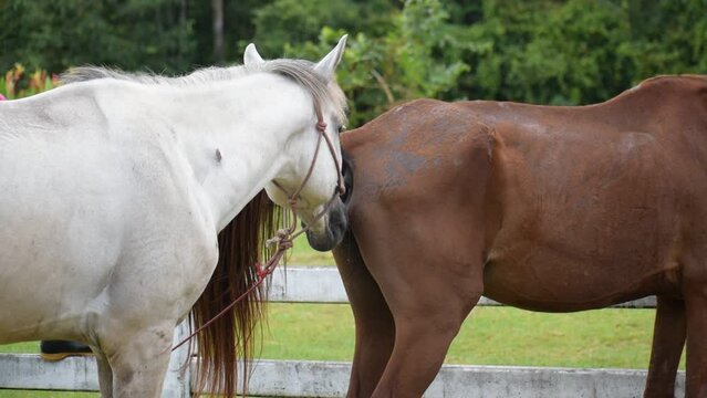 male white horse snuggles with a female brown horse for mating purposes and breed and hybridize