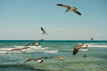 Fototapeta na wymiar A horizontal closeup photo of the seagulls flying at the sea blues.
