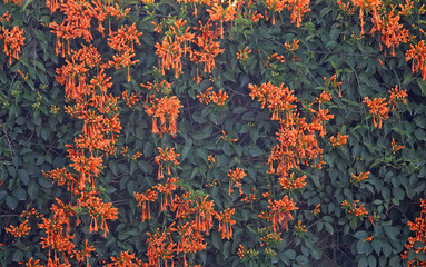 Obraz na płótnie Canvas Orange flowers of a Flamevine plant. Pyrostegia venusta