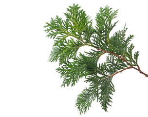 Pine branch isolated on white background