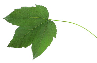 Plane tree, sycamore leaf isolated on white 