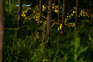 light tracks of flying glowworms in woods