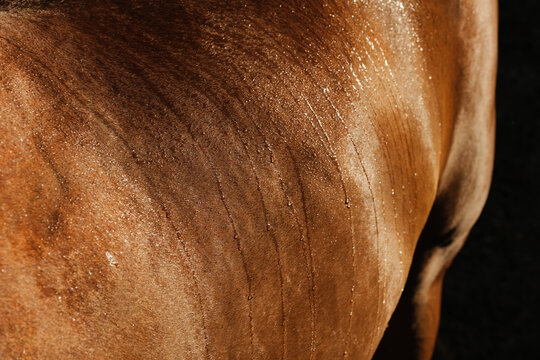 Wet Hair Of Sorrel Horse Hair Close Up On Side.