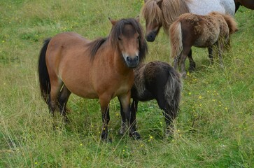 Adorable Shetland ponies drinking their mothers' milk in the field