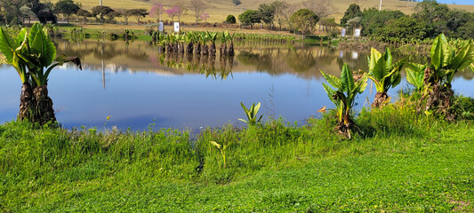 natural tropical lake in the interior of Brazil with grass vegetations and plants