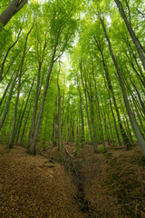 Obraz na płótnie Canvas Dense deciduous forest with furrowed floor