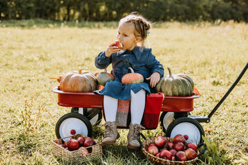 Autumn harvest organic pumpkins and apples. Happy little toddler girl on pumpkin patch on cold...