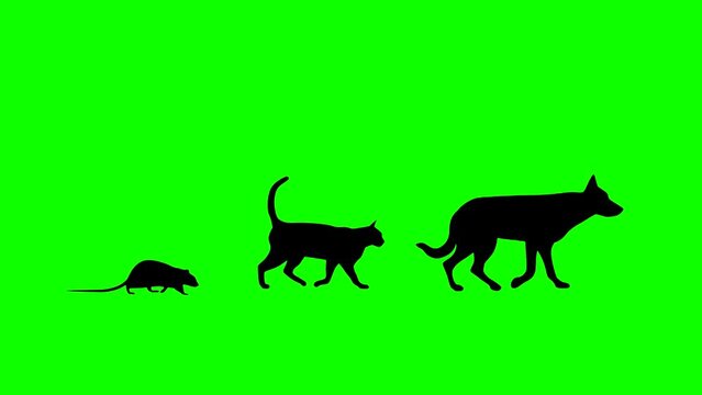 Walking dog, cat and rat, animation on the green background (seamless loop)